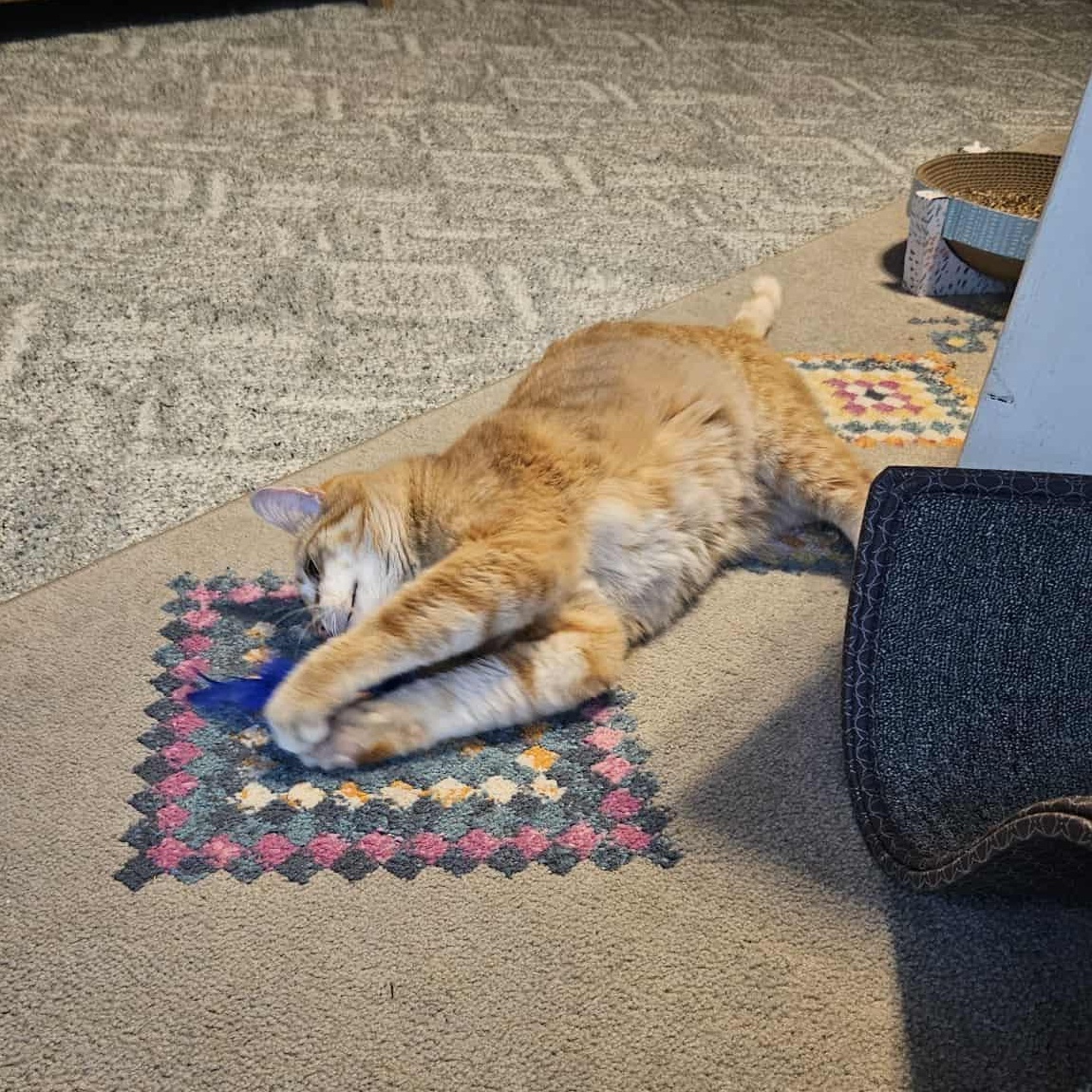 Enlarge Walnut, a Adoptable Domestic Short Hair in Woodville , WI image 2/4