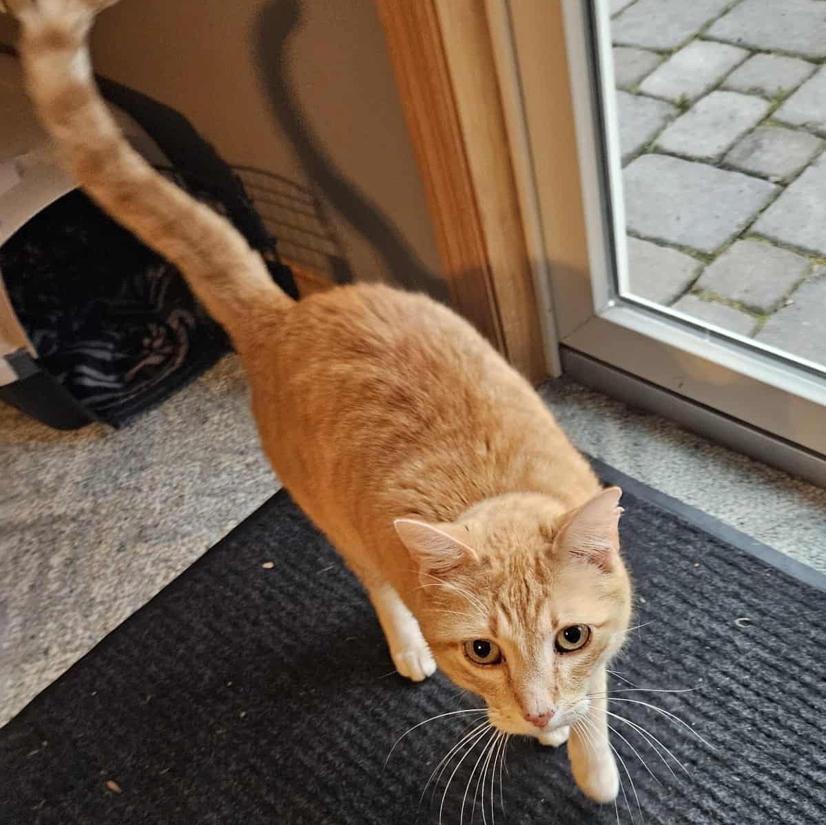 Walnut, Adoptable, Senior Male Domestic Short Hair.