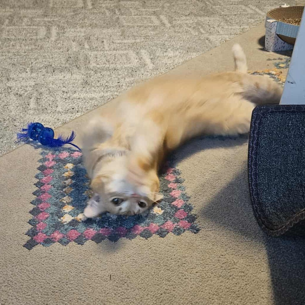 Enlarge Walnut, a Adoptable Domestic Short Hair in Woodville , WI image 4/4