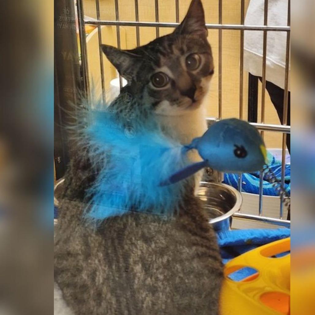 Buddha, Adoptable, Young Male Domestic Short Hair.