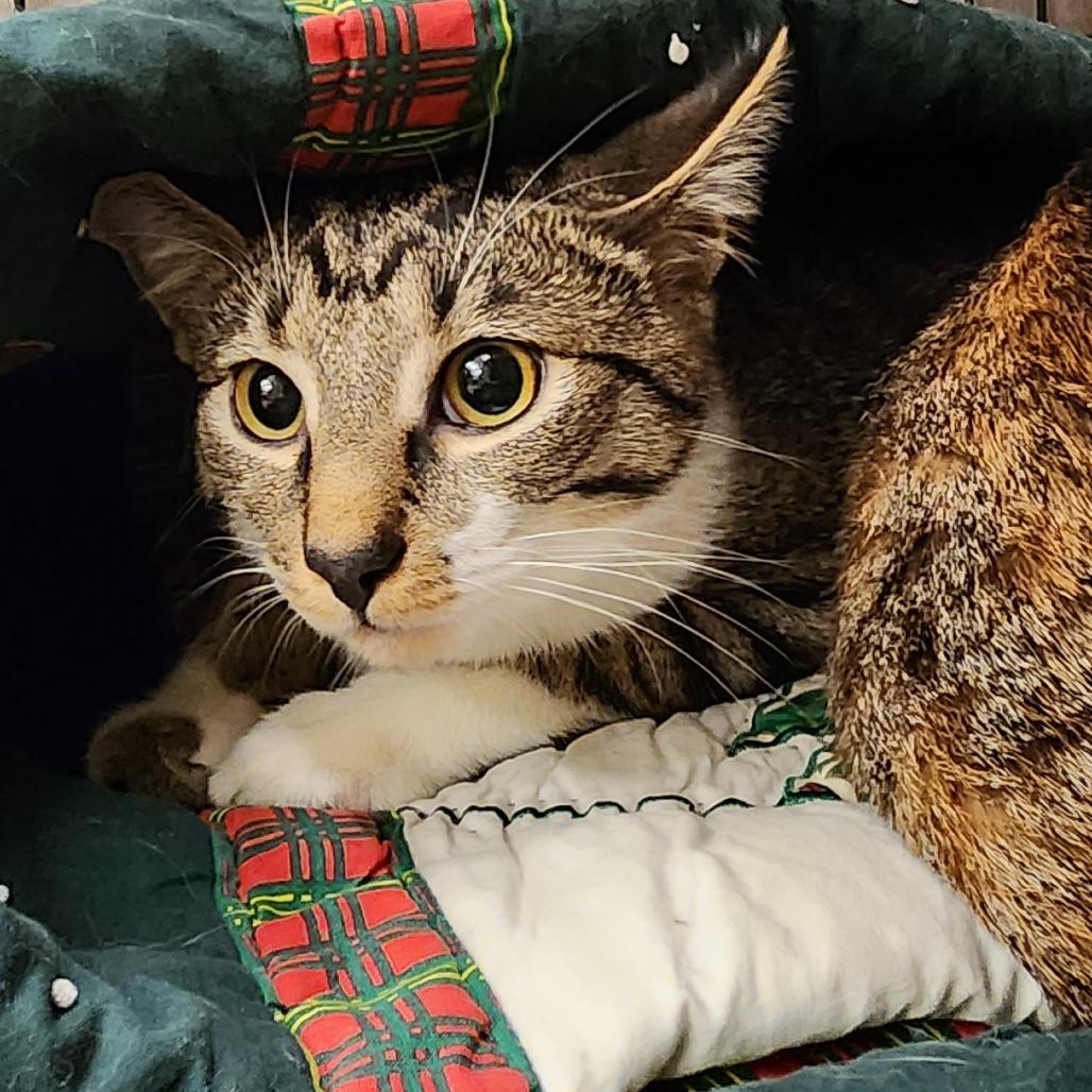 Buddha, a Adoptable Domestic Short Hair in Toledo, OH image 3/4