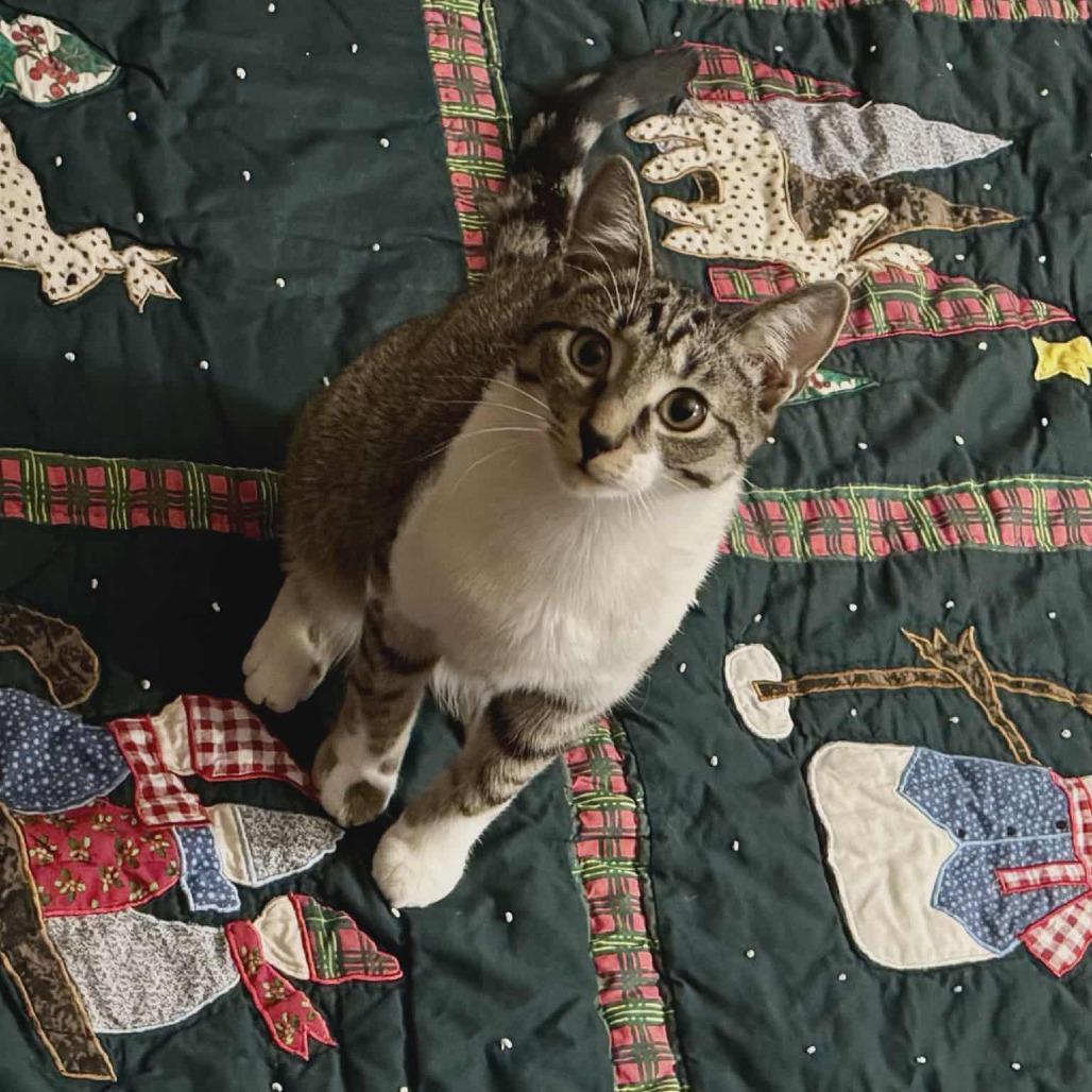 Buddha, a Adoptable Domestic Short Hair in Toledo, OH image 4/4