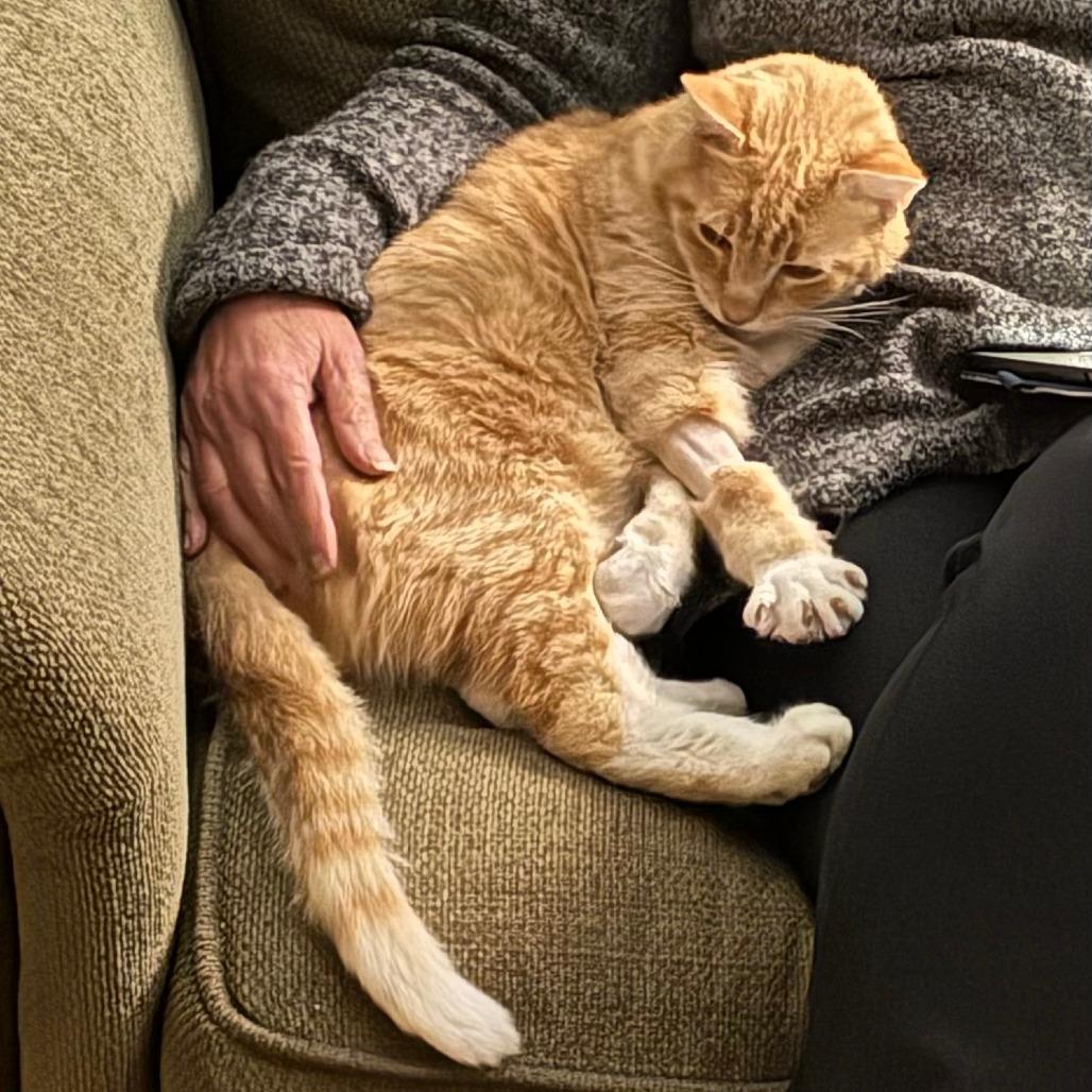 Cashew Butterball, Esq., Adoptable, Senior Male Domestic Short Hair.