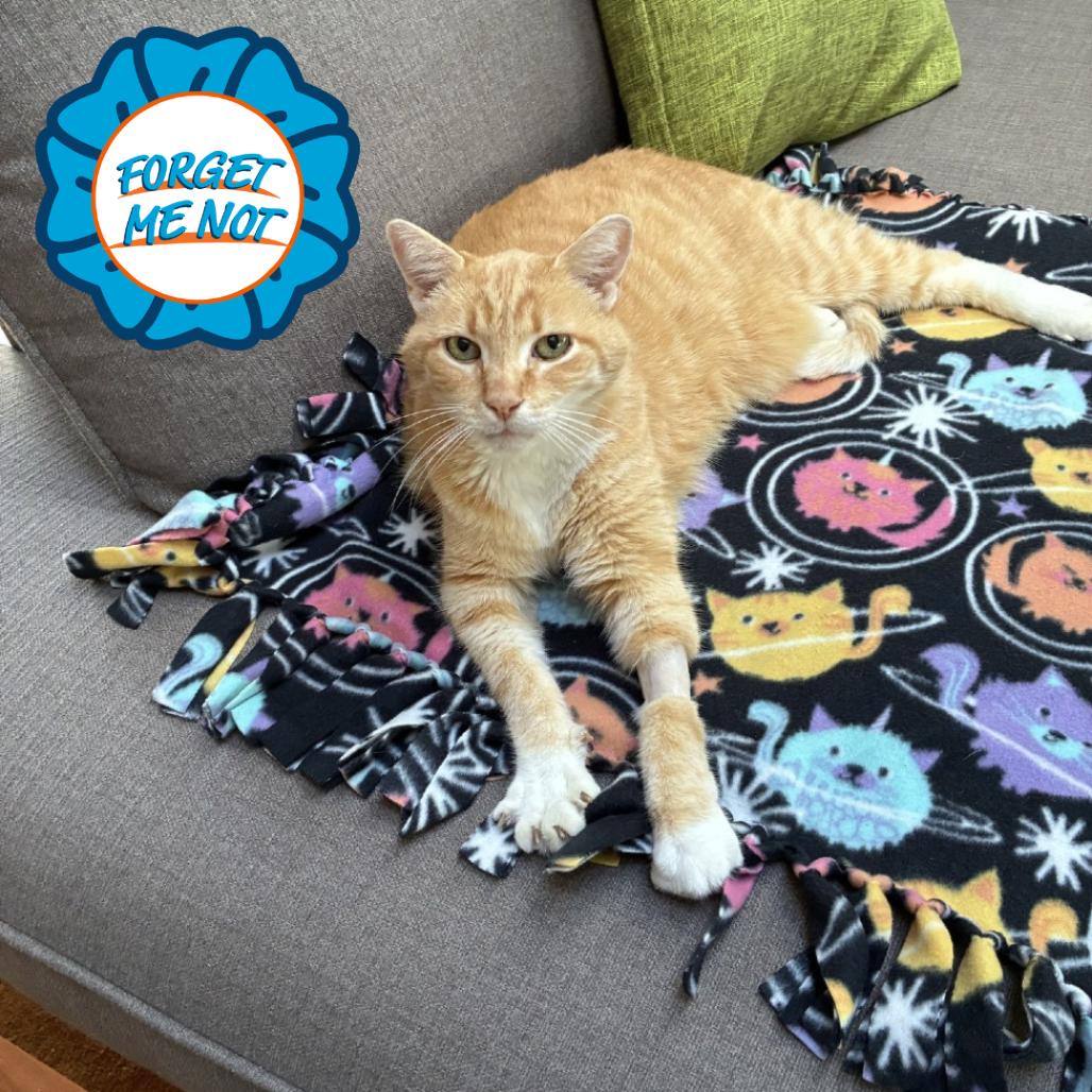 Enlarge Cashew Butterball, Esq., a Adoptable Domestic Short Hair in Baltimore, MD image 2/5