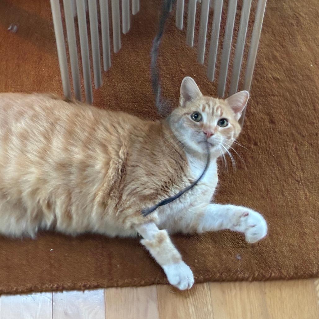 Enlarge Cashew Butterball, Esq., a Adoptable Domestic Short Hair in Baltimore, MD image 3/5