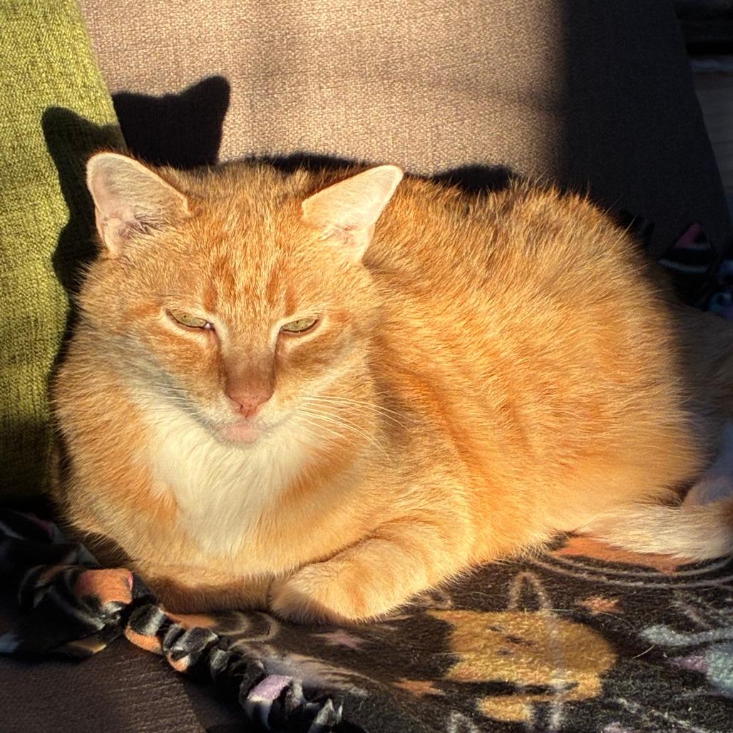 Enlarge Cashew Butterball, Esq., a Adoptable Domestic Short Hair in Baltimore, MD image 4/5