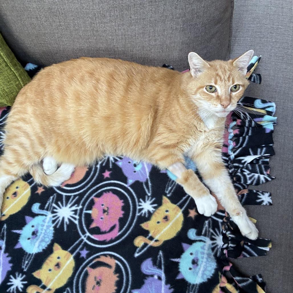 Enlarge Cashew Butterball, Esq., a Adoptable Domestic Short Hair in Baltimore, MD image 5/5