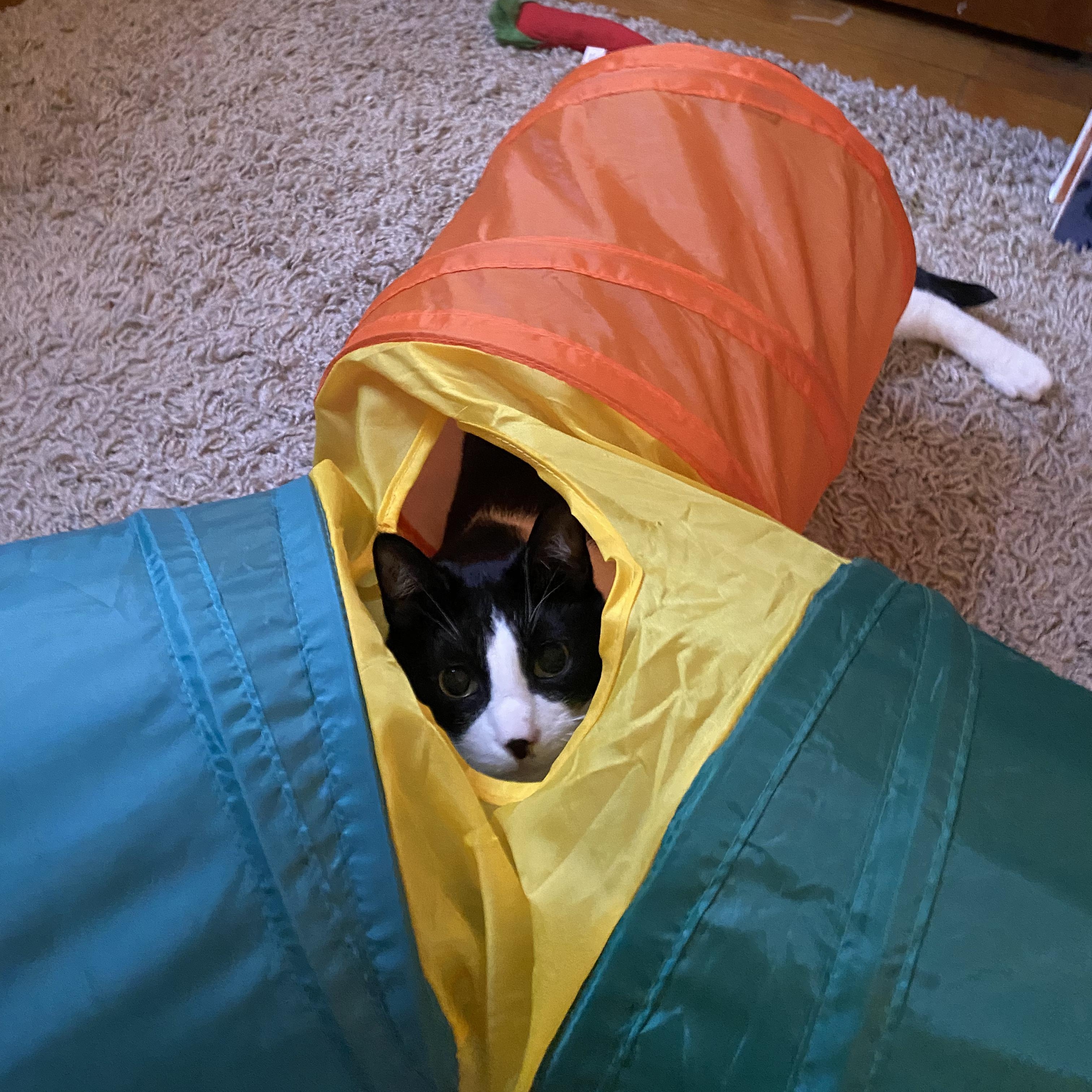 Enlarge Pandaman, a Adoptable Domestic Short Hair in brooklyn, NY image 5/5