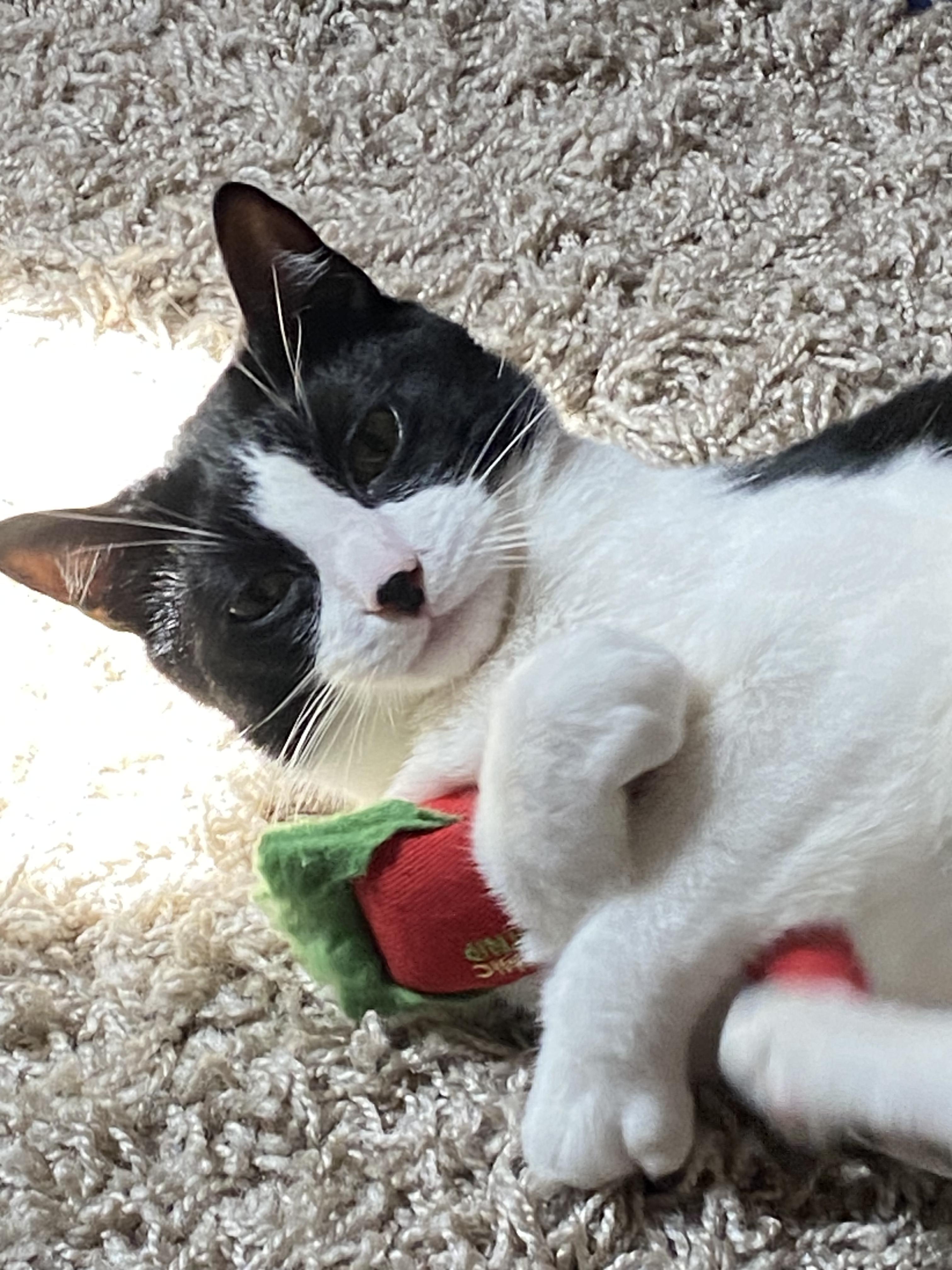 Enlarge Pandaman, a Adoptable Domestic Short Hair in brooklyn, NY image 1/5