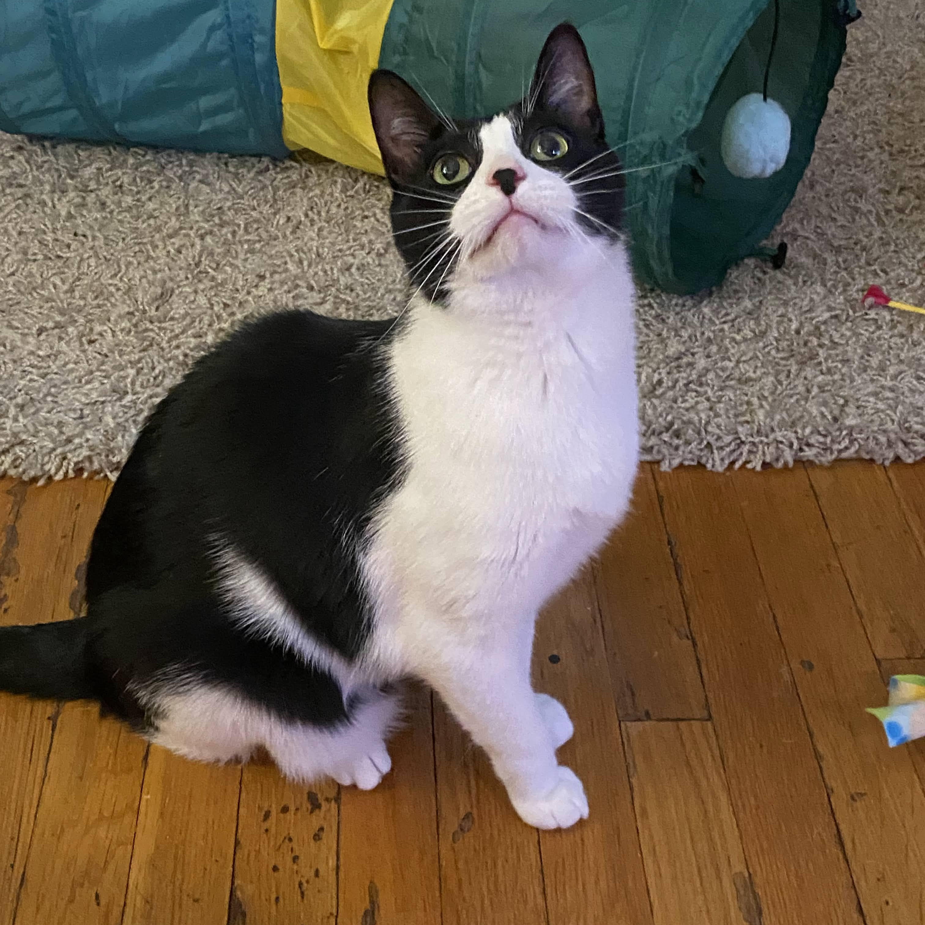 Pandaman, Adoptable, Adult Male Domestic Short Hair.