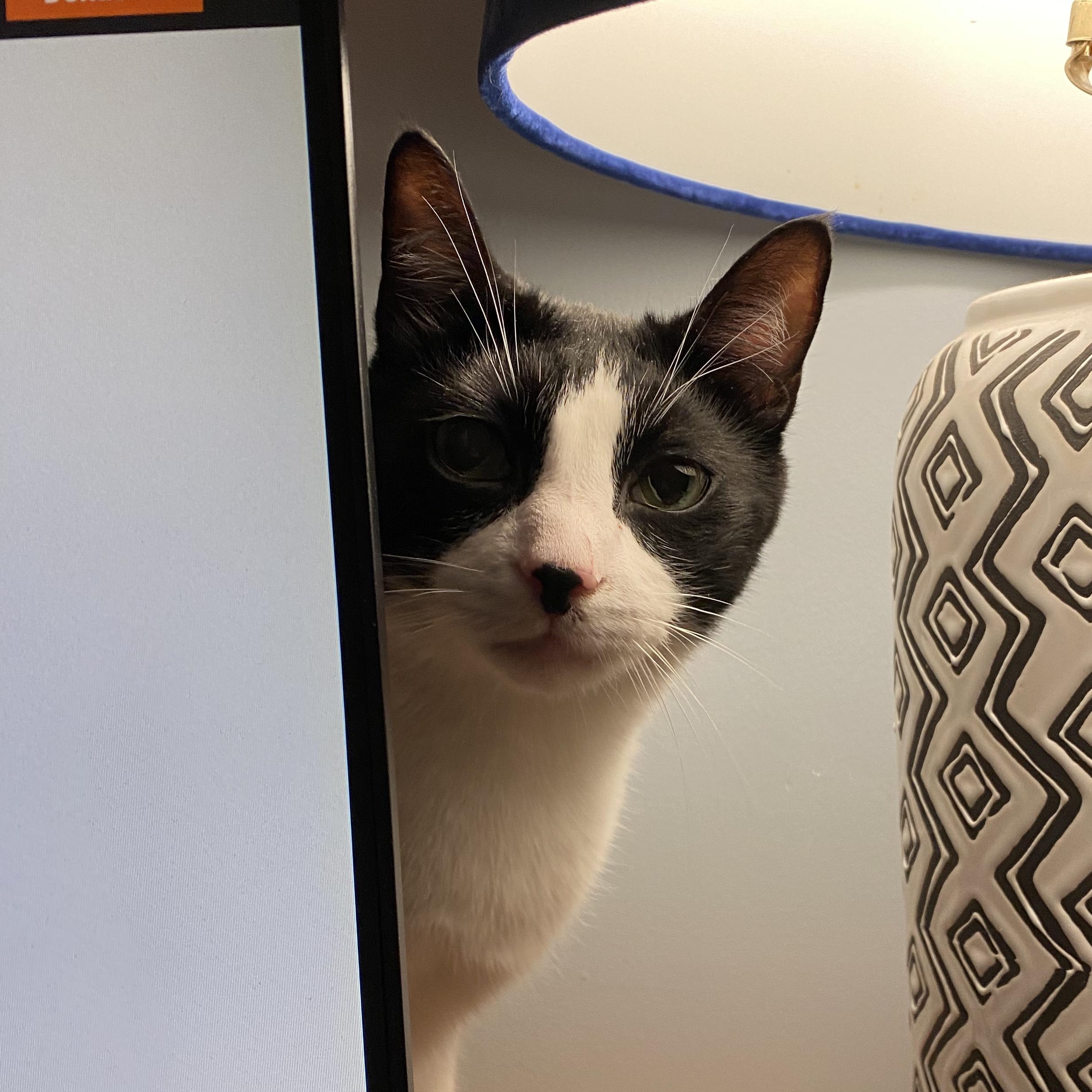 Enlarge Pandaman, a Adoptable Domestic Short Hair in brooklyn, NY image 2/5