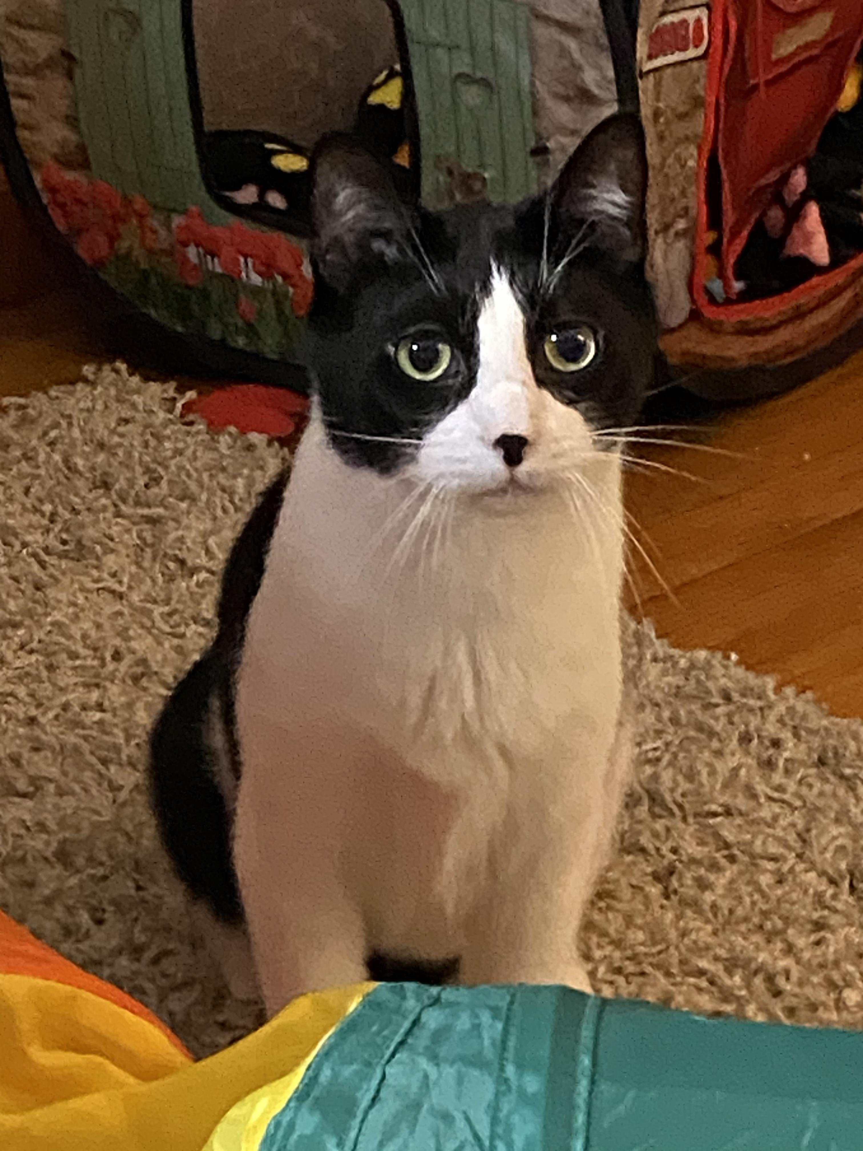 Enlarge Pandaman, a Adoptable Domestic Short Hair in brooklyn, NY image 5/6