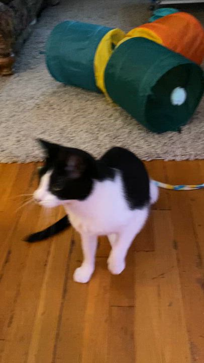 Enlarge Pandaman, a Adoptable Domestic Short Hair in brooklyn, NY video 3/5