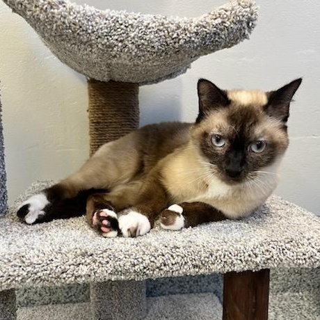 Kiwi (ID 45964/ 829), Adult Female Siamese
