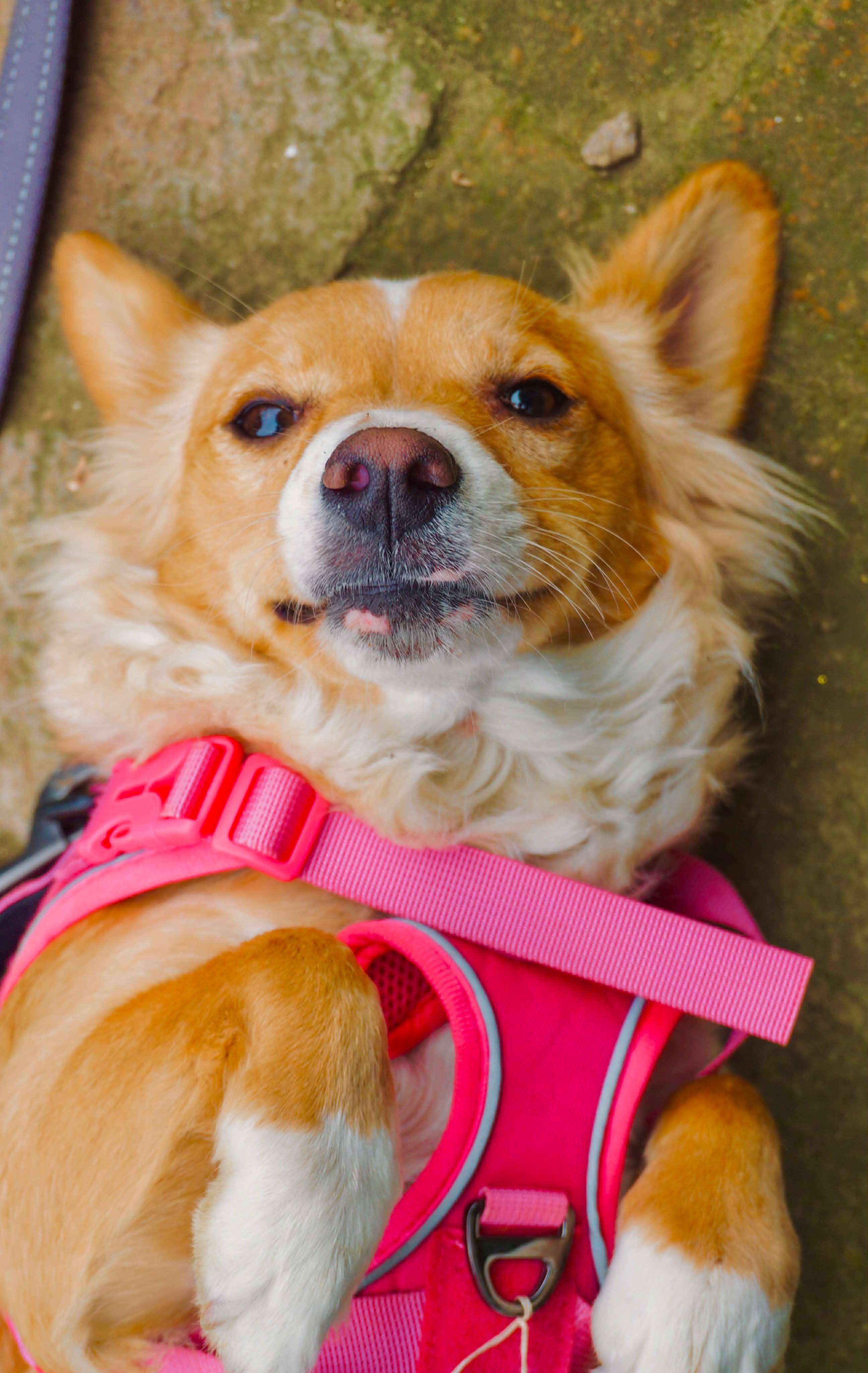 Enlarge Queenie, a ADOPTABLE mixed breed in San Diego, CA image 2/3