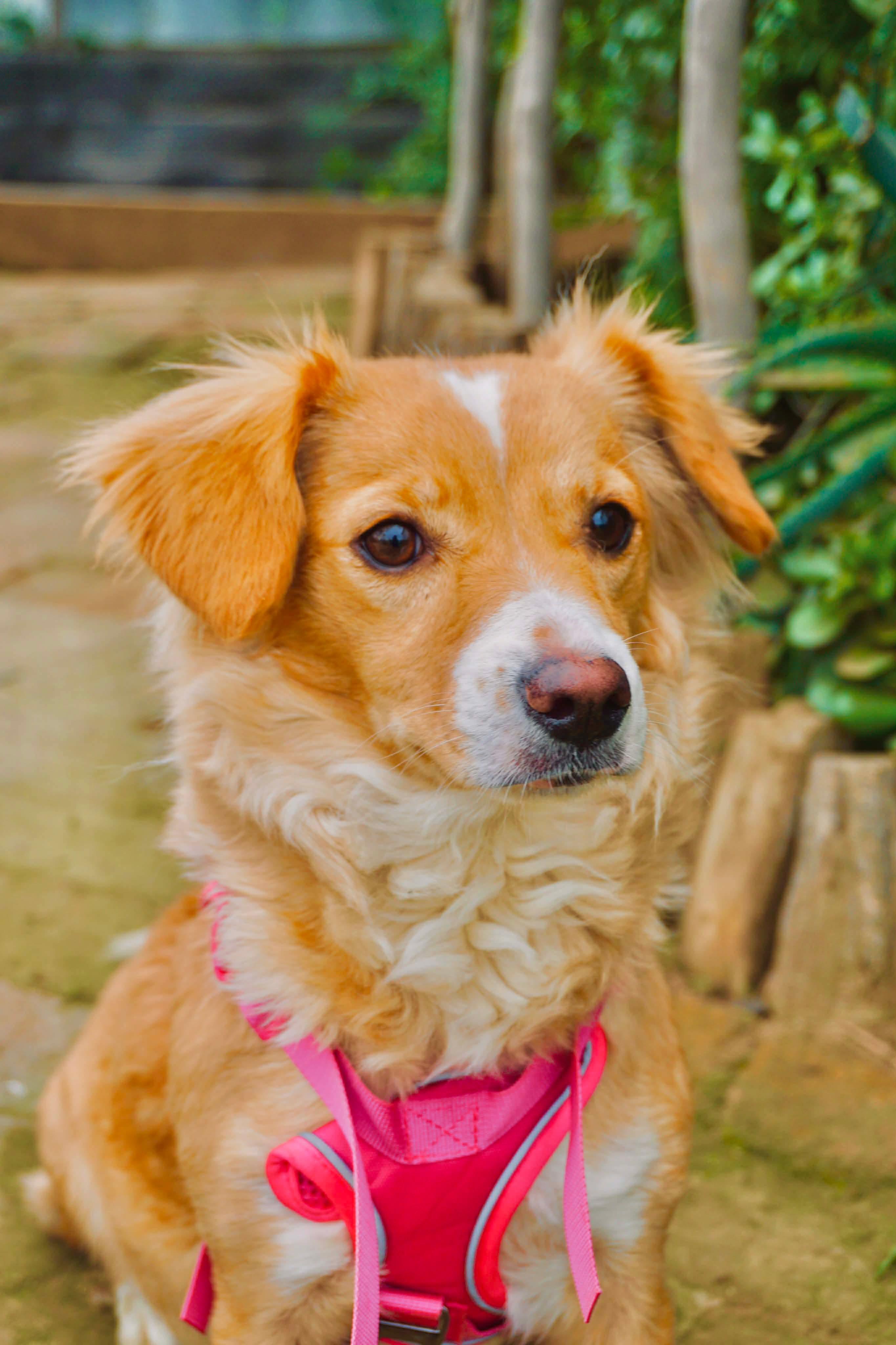 Queenie, ADOPTABLE, Young Female Corgi & Cocker Spaniel.