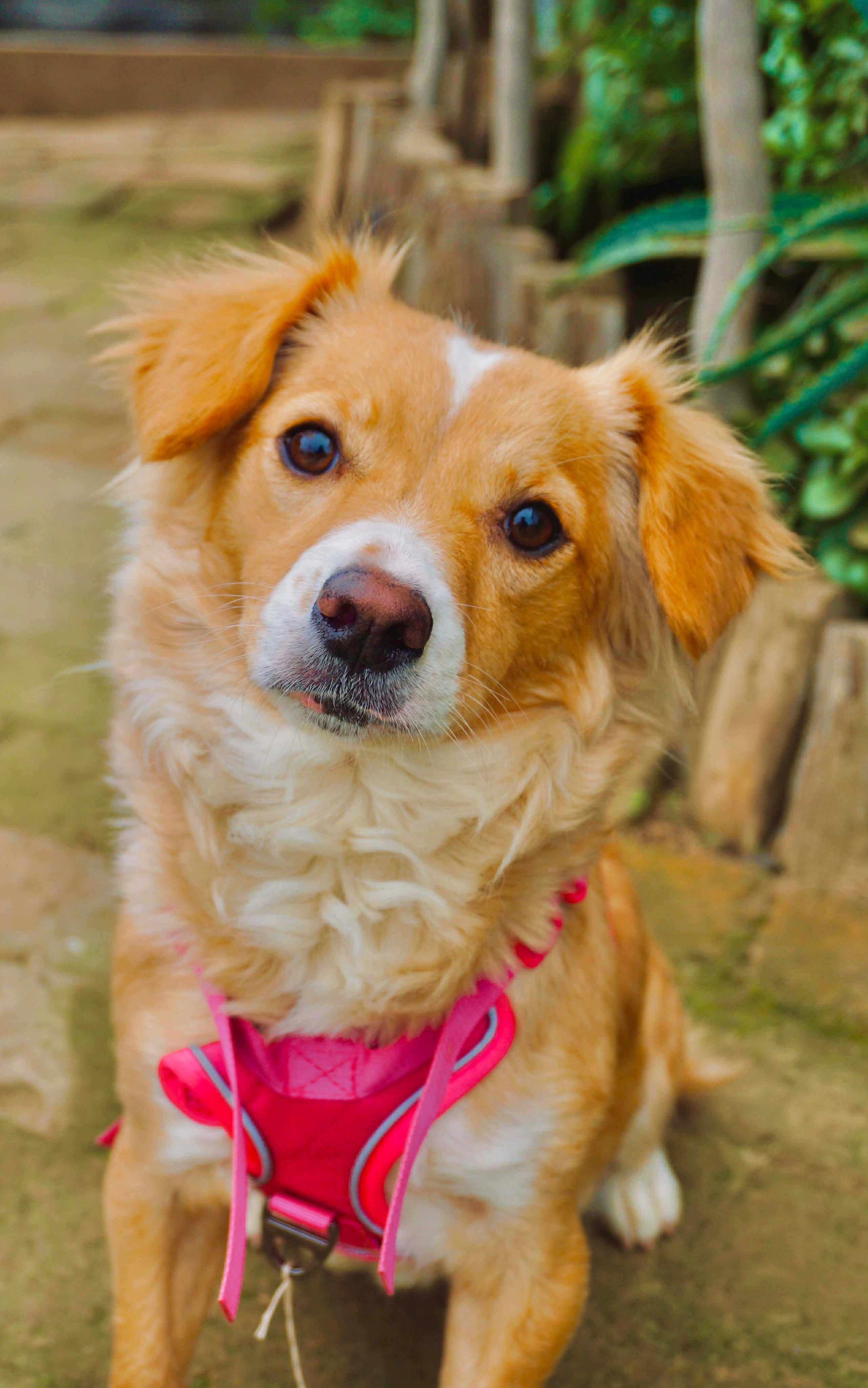 Enlarge Queenie, a ADOPTABLE mixed breed in San Diego, CA image 3/3