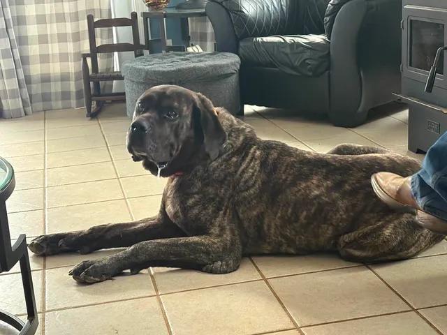 Enlarge Hulk, a ADOPTABLE Mastiff in Munfordville, KY image 1/3