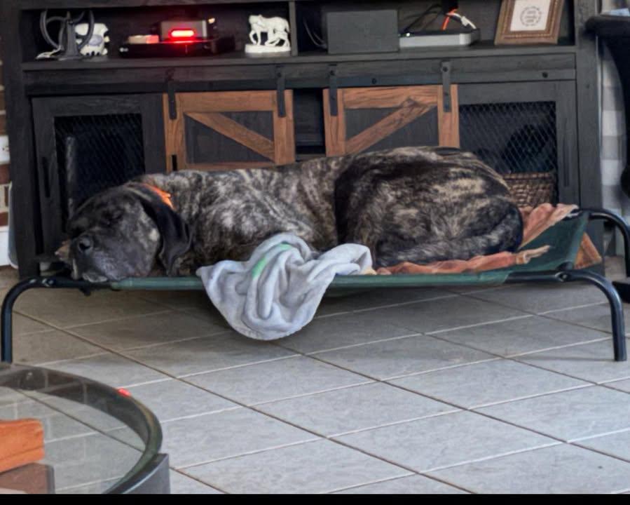 Enlarge Hulk, a ADOPTABLE Mastiff in Munfordville, KY image 2/3