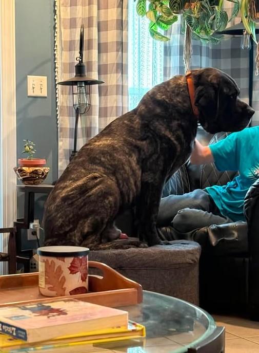 Enlarge Hulk, a ADOPTABLE Mastiff in Munfordville, KY image 3/3