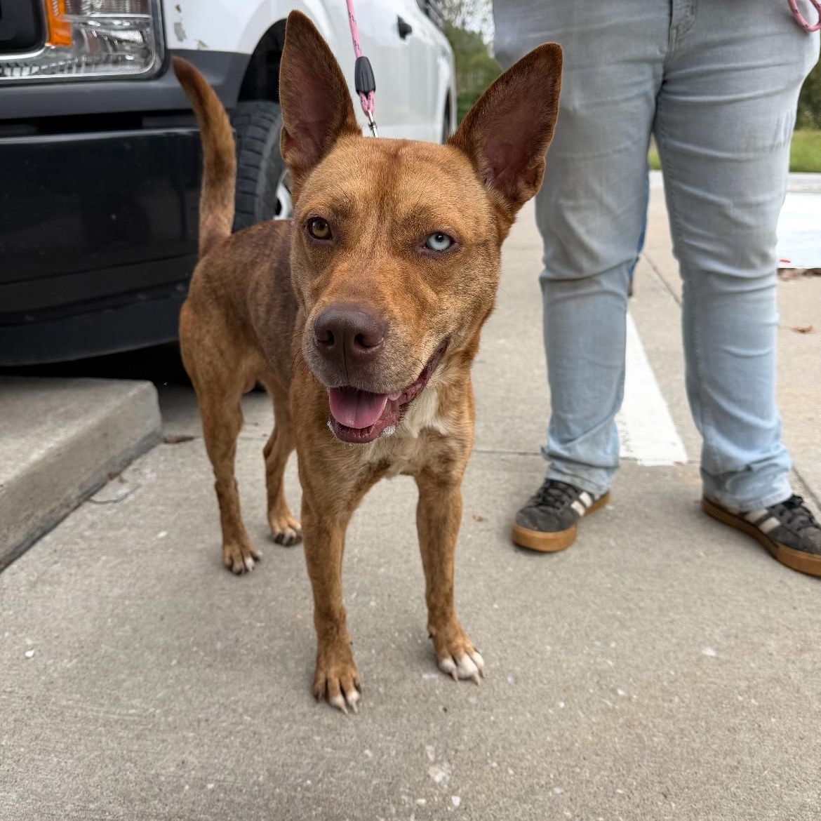 Miner, Adoptable, Adult Male Husky & Terrier.