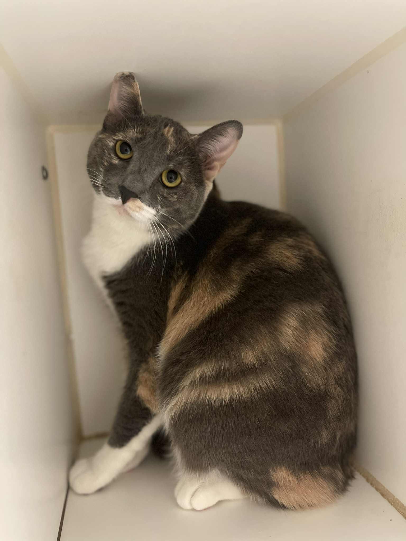 Frankie, Adoptable, Adult Female Domestic Short Hair.