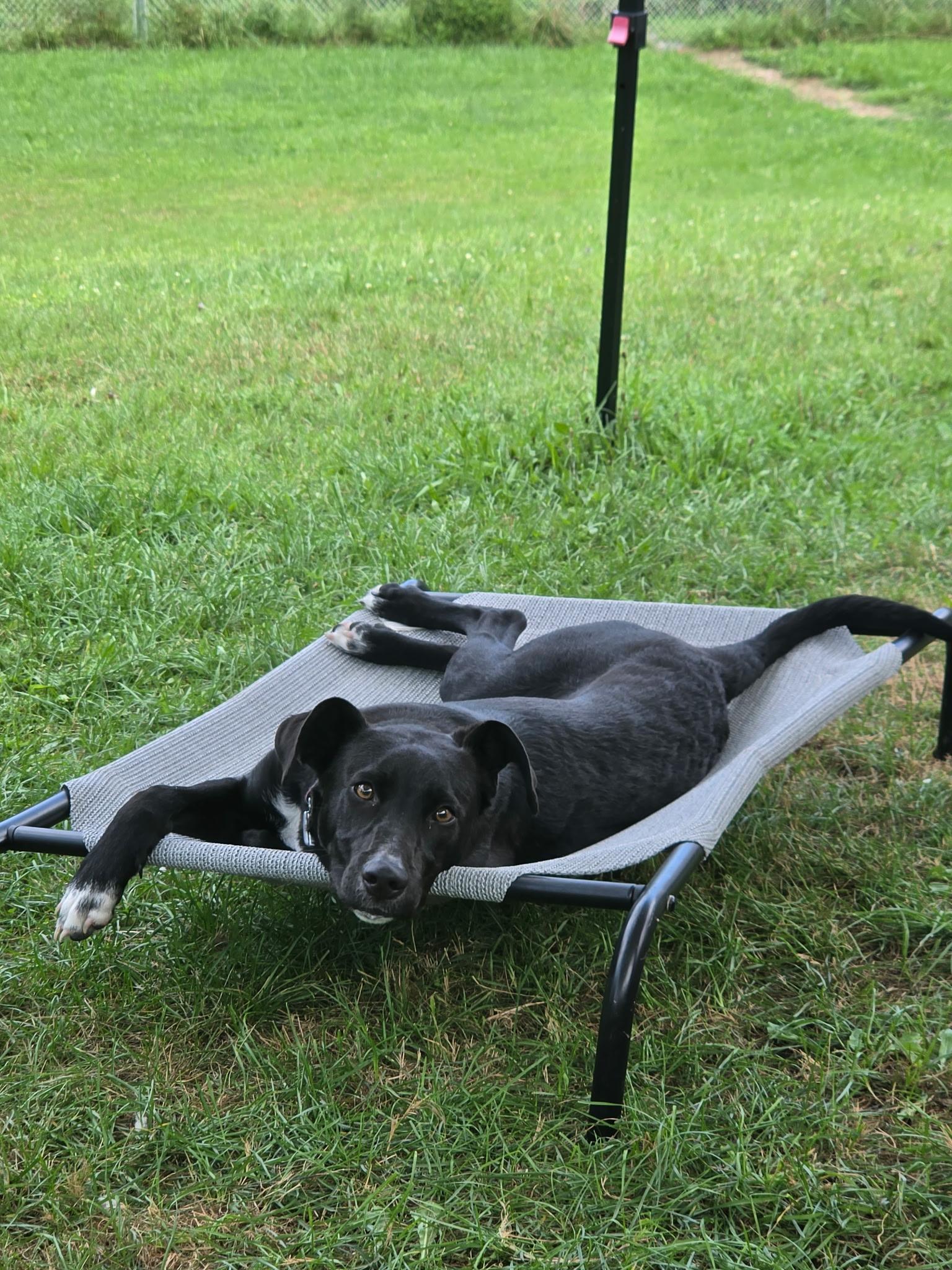 Enlarge Alfie, a ADOPTABLE mixed breed in North Abington Township, PA image 1/2