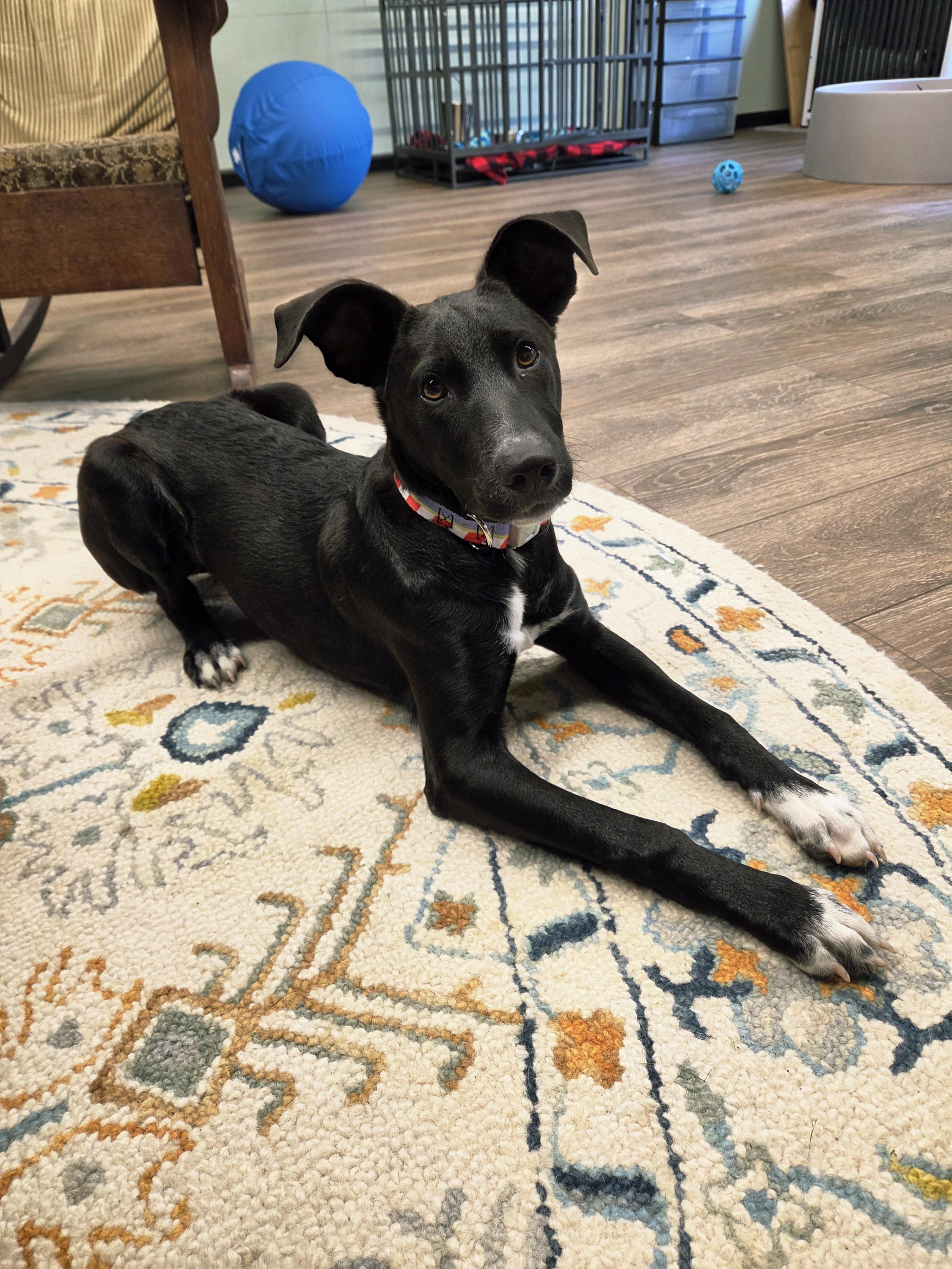 Enlarge Alfie, a ADOPTABLE mixed breed in North Abington Township, PA image 1/1