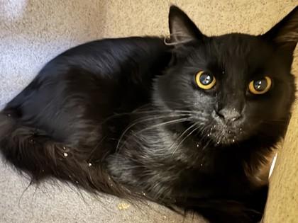 Enlarge Onyx, a Adoptable mixed breed in Roseville, CA image 1/3