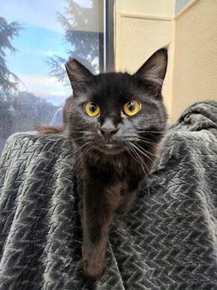 Onyx, Adoptable, Young Male Domestic Medium Hair & Domestic Short Hair.