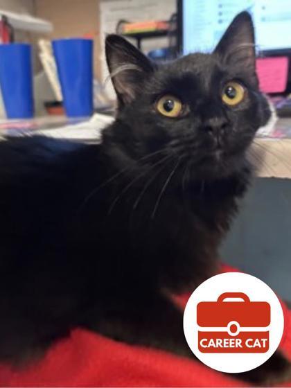 Enlarge Onyx, a Adoptable mixed breed in Roseville, CA image 3/3