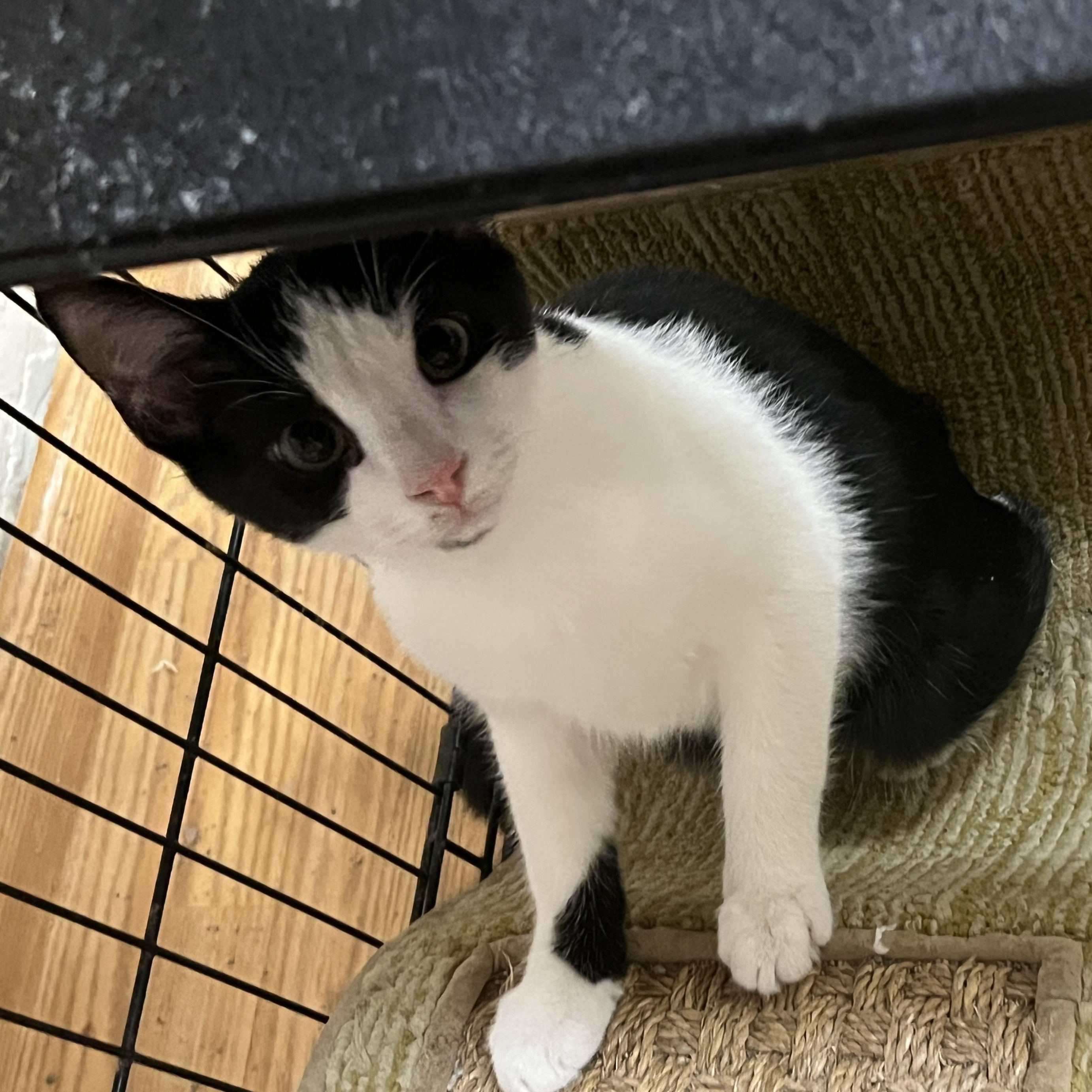 Pixel, Adoptable, Young Male Domestic Short Hair.