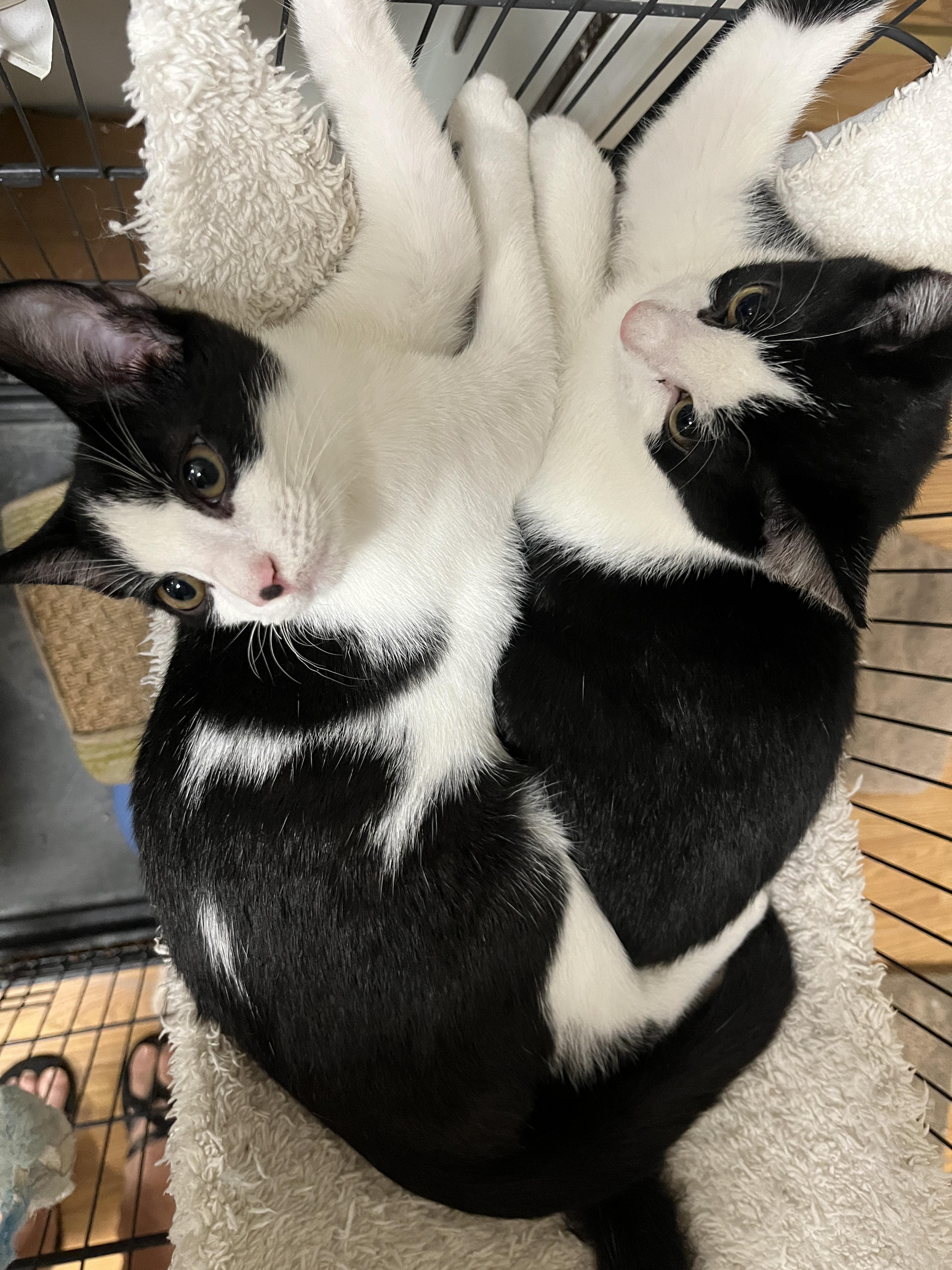 Pixel, Adoptable, Young Male Domestic Short Hair.