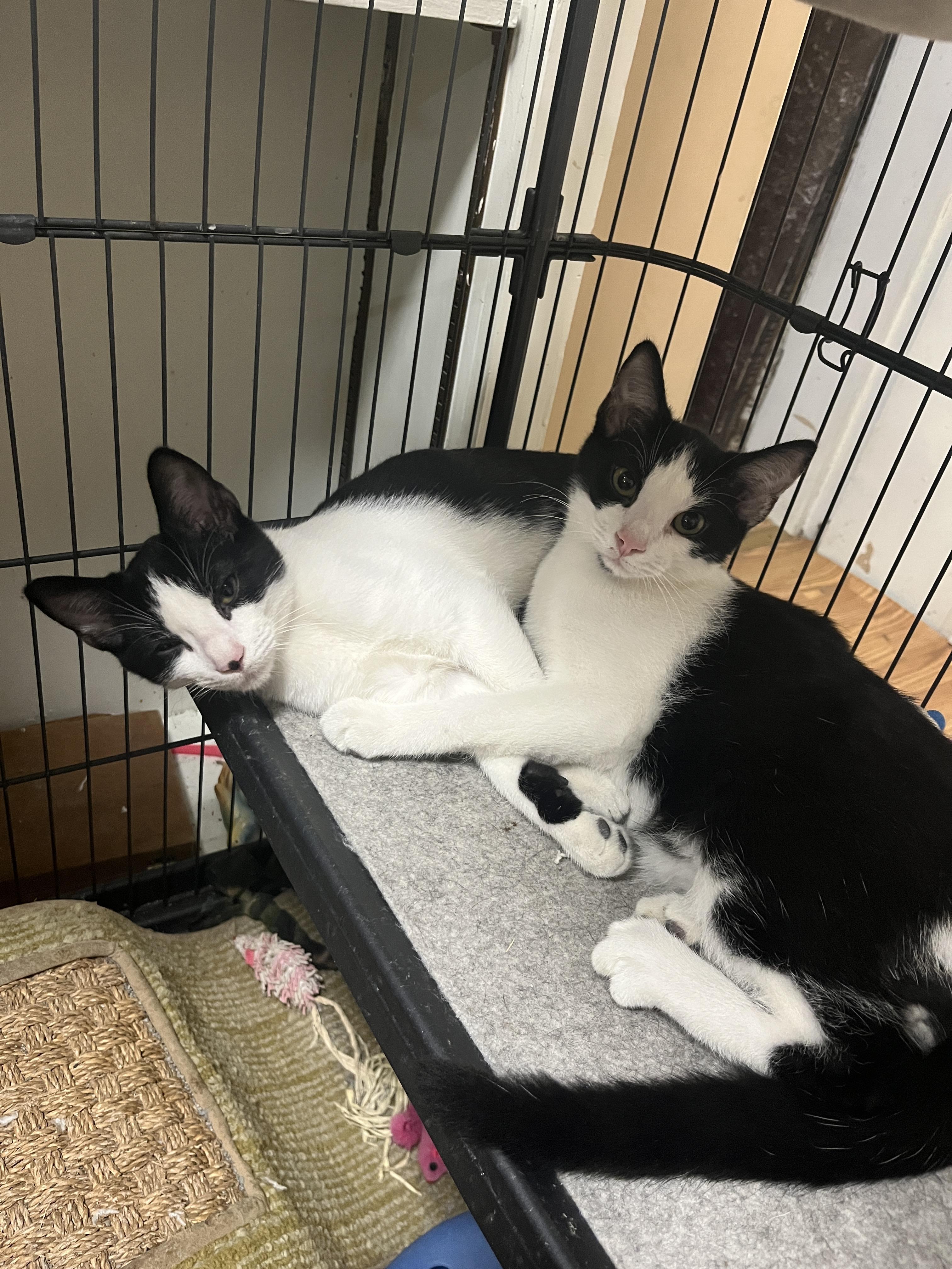 Enlarge Pixel, a Adoptable Domestic Short Hair in Louisville, KY image 2/4