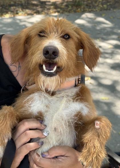 Scotch — thumbnail 2