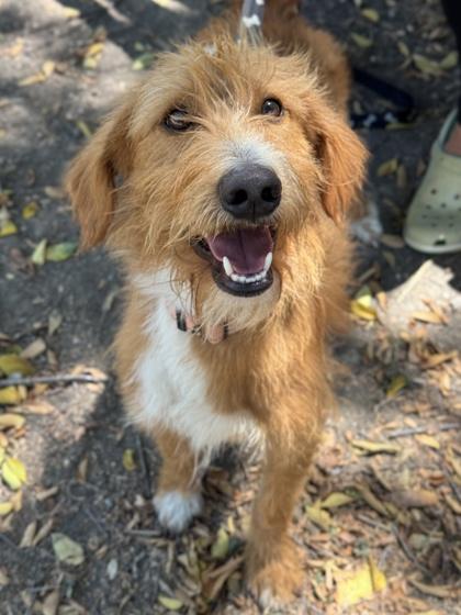 Scotch — thumbnail 3