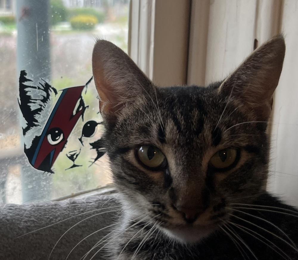 Daisy, Adoptable, Young Female Domestic Short Hair.