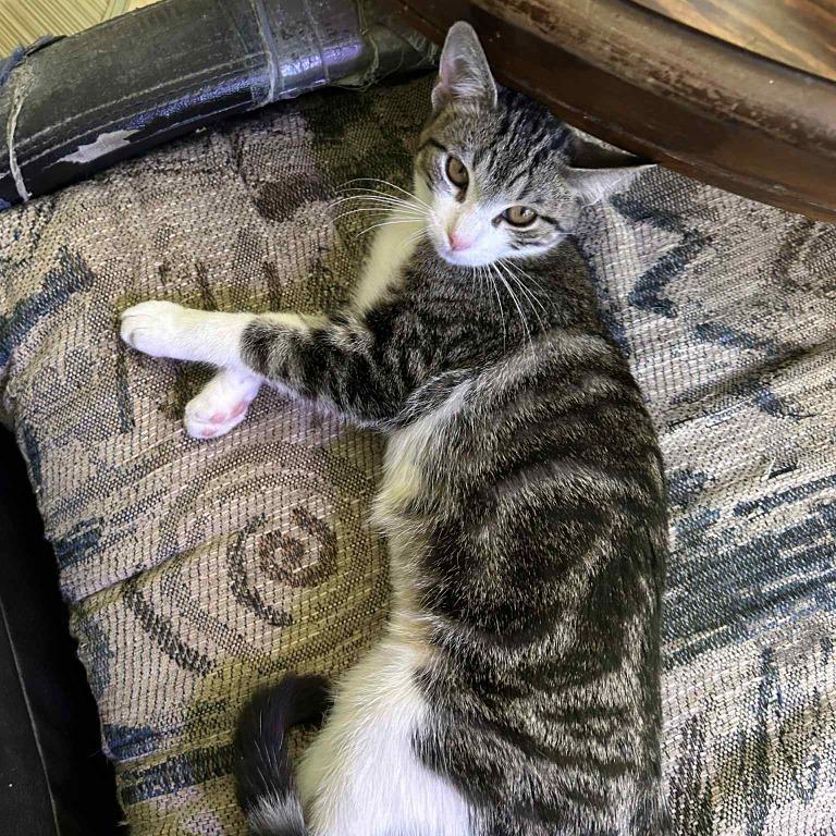 Enlarge Ozzy, a Adoptable Domestic Short Hair image 1/1