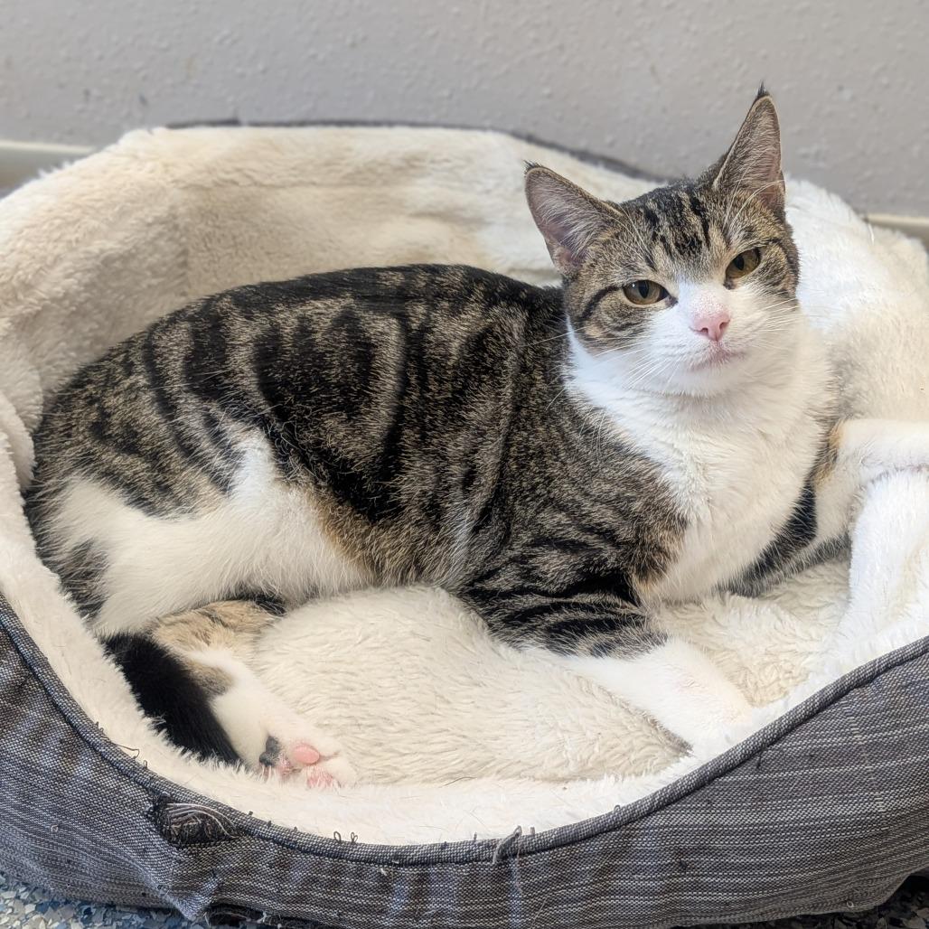 Enlarge Ozzy, a Adoptable Domestic Short Hair in Prairie du Chien, WI image 2/2