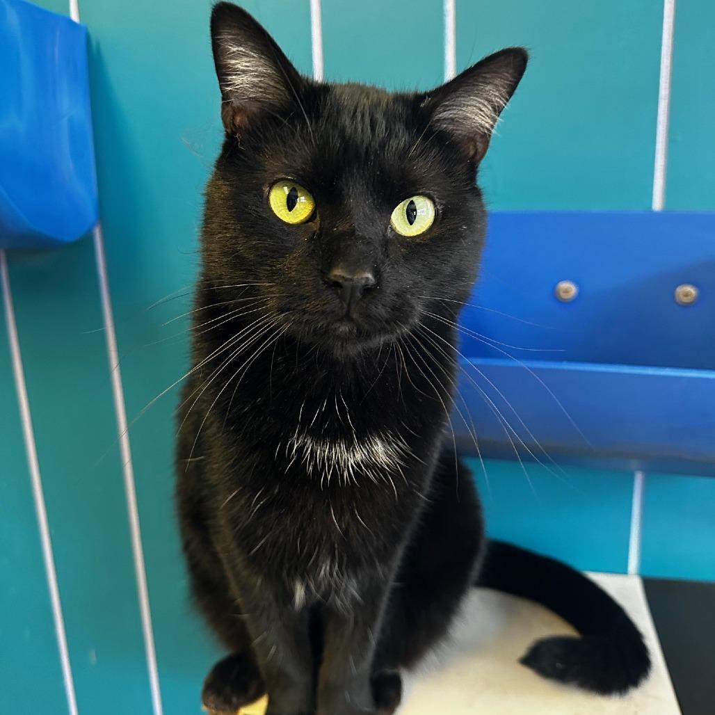 Phoebe, Adoptable, Adult Female Domestic Medium Hair.