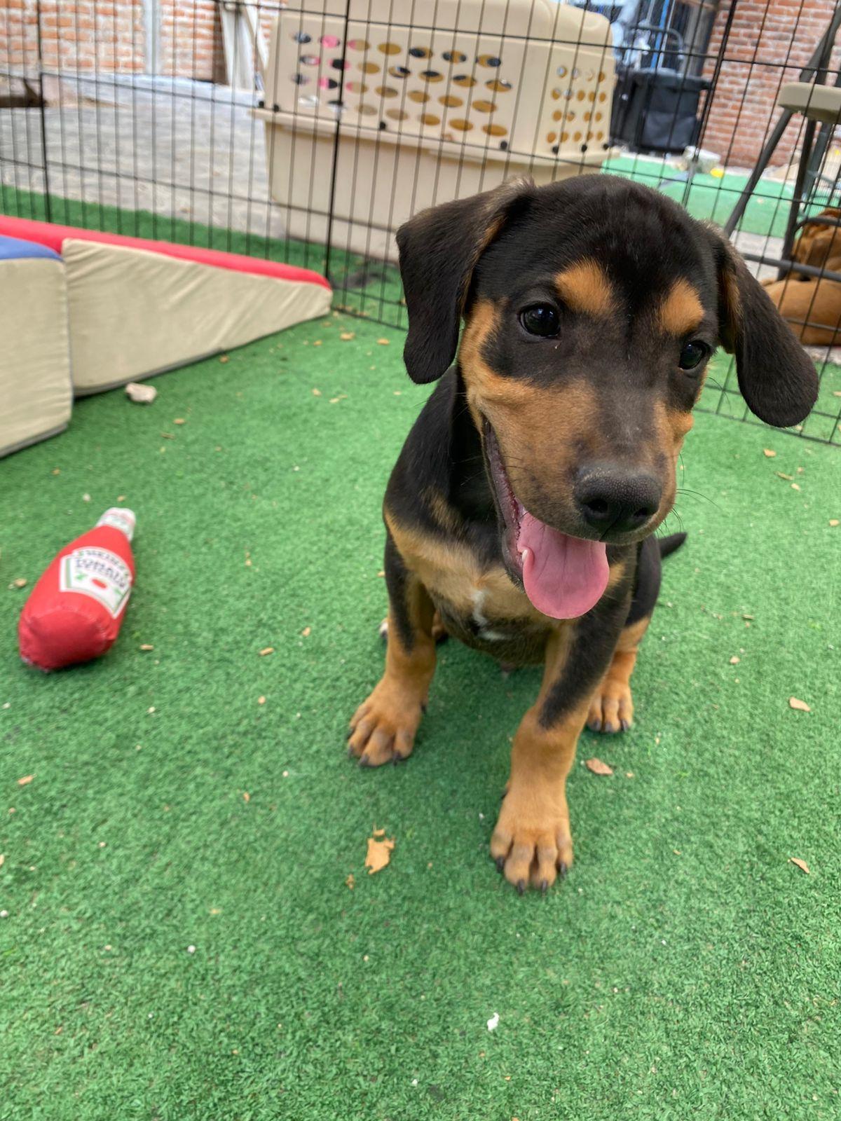 Gregory Bridgerton, Adoptable, Puppy Male Beagle.