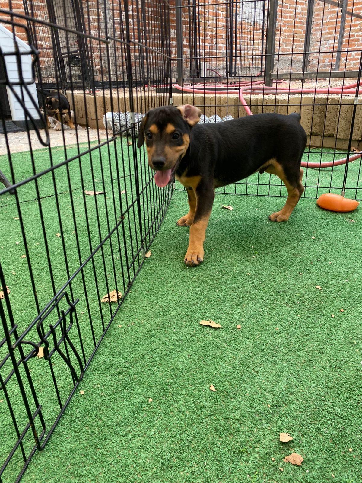 Enlarge Gregory Bridgerton, a Adoptable mixed breed in Austin, TX image 4/6