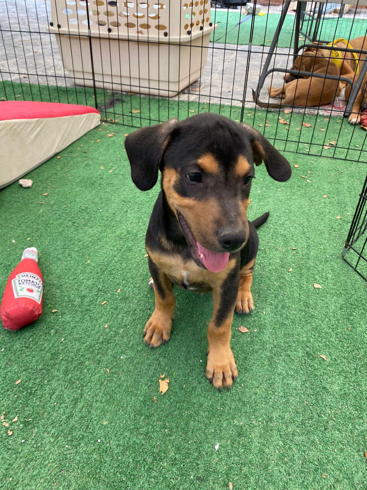 Enlarge Gregory Bridgerton, a Adoptable mixed breed in Austin, TX image 2/6