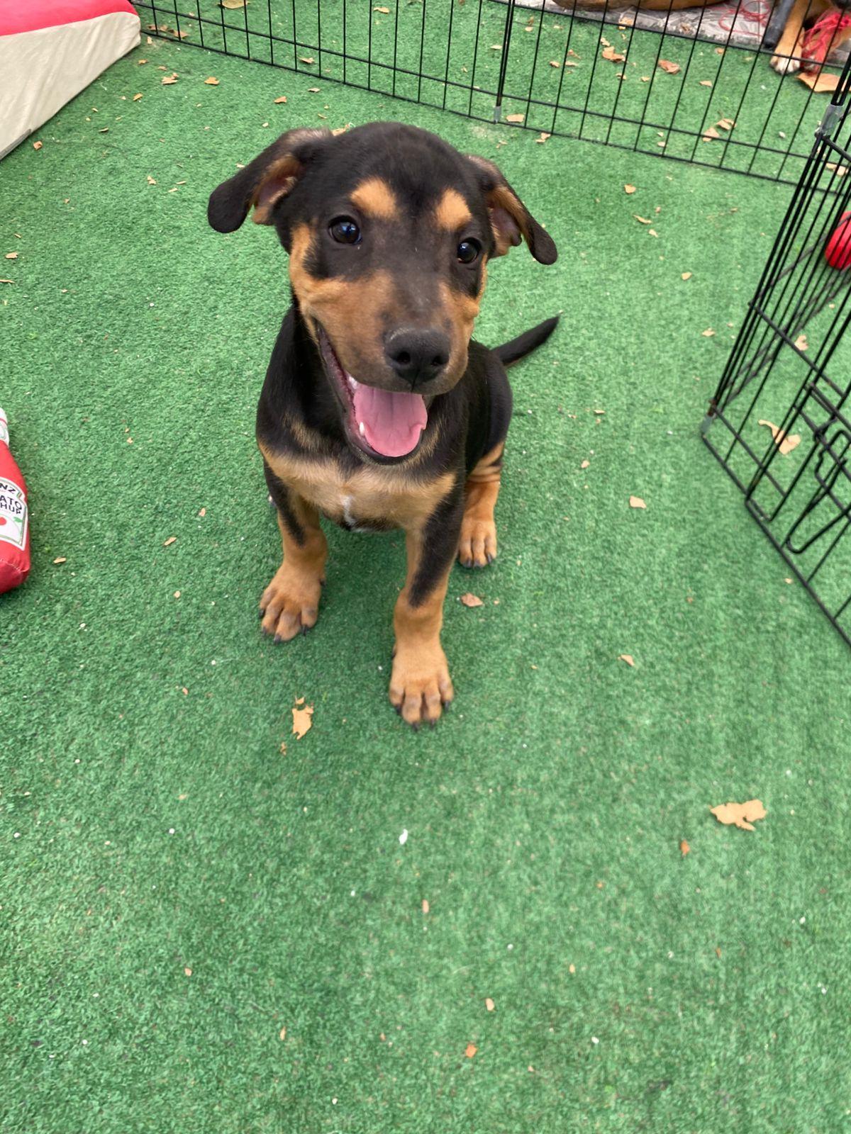 Enlarge Gregory Bridgerton, a Adoptable mixed breed in Austin, TX image 3/6
