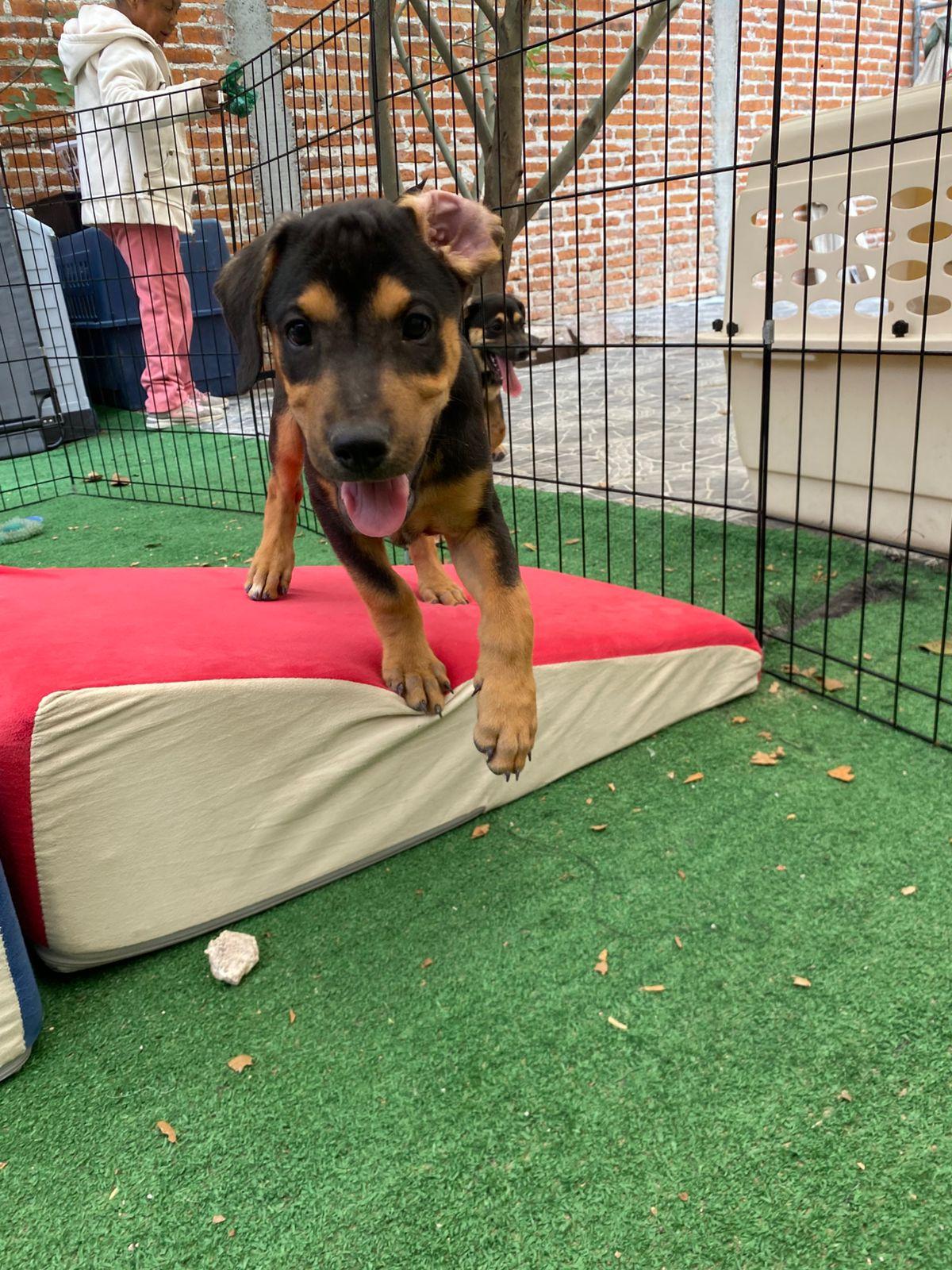 Enlarge Gregory Bridgerton, a Adoptable mixed breed in Austin, TX image 5/6