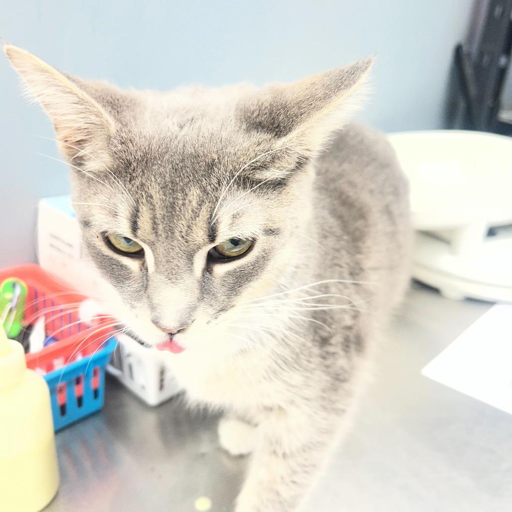 Lillith, Adoptable, Young Female Domestic Short Hair.