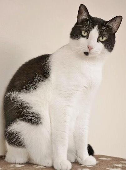 Pete, Adult Male unknown