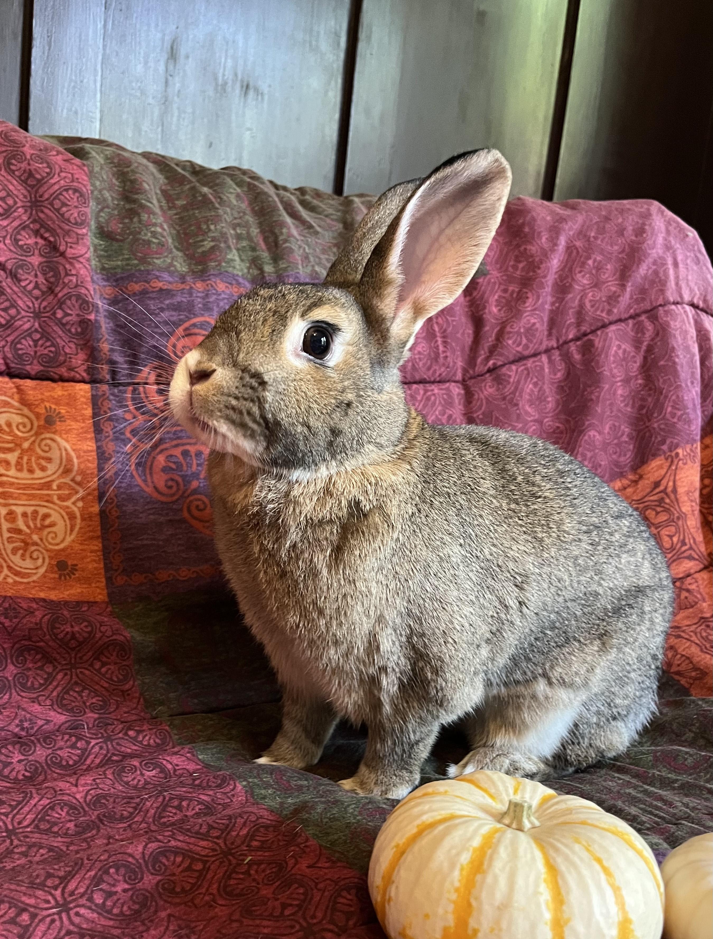 Enlarge Canela, a Adoptable Bunny Rabbit in Livermore, CA image 3/6