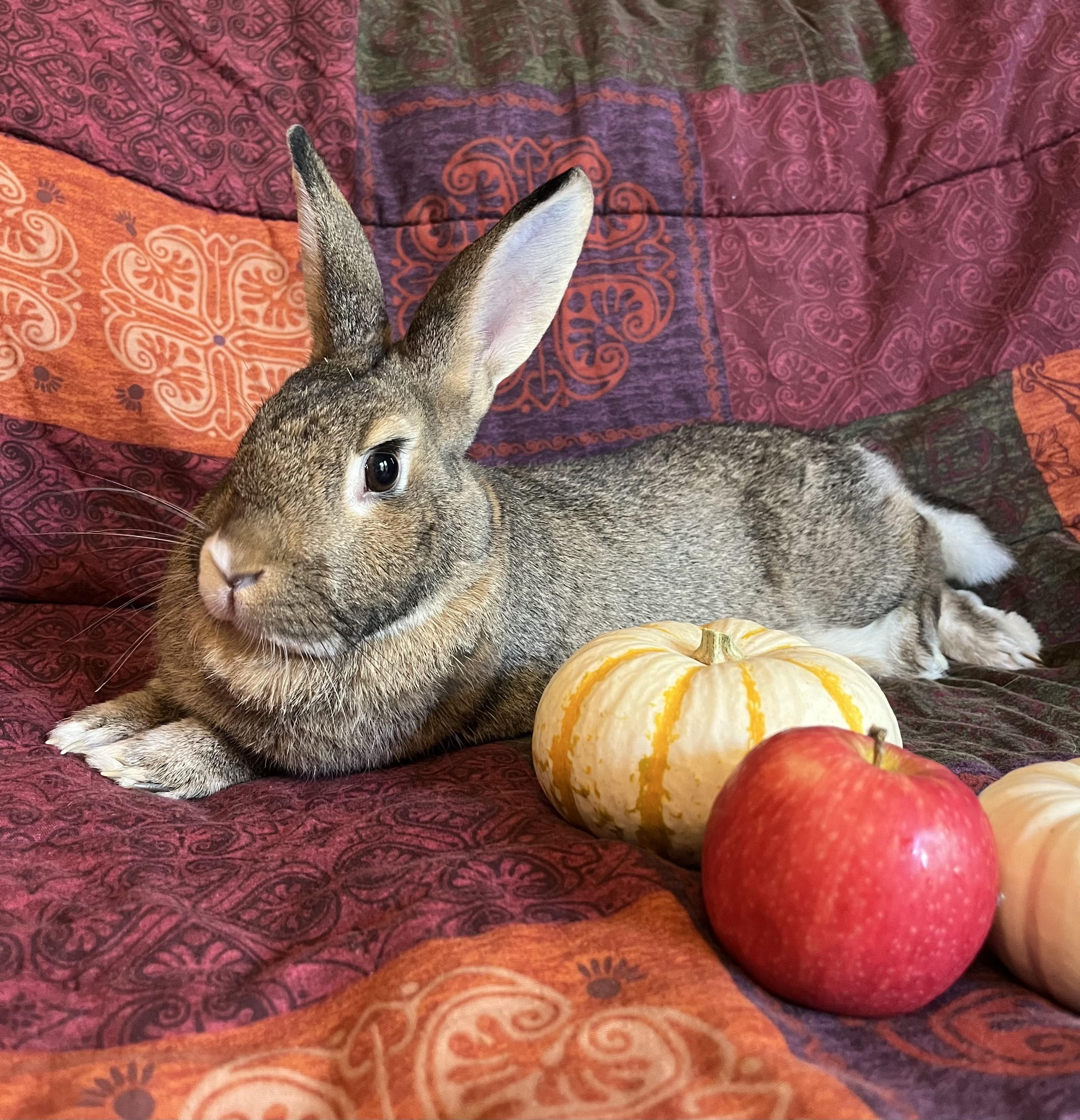 Enlarge Canela, a Adoptable Bunny Rabbit in Livermore, CA image 4/6