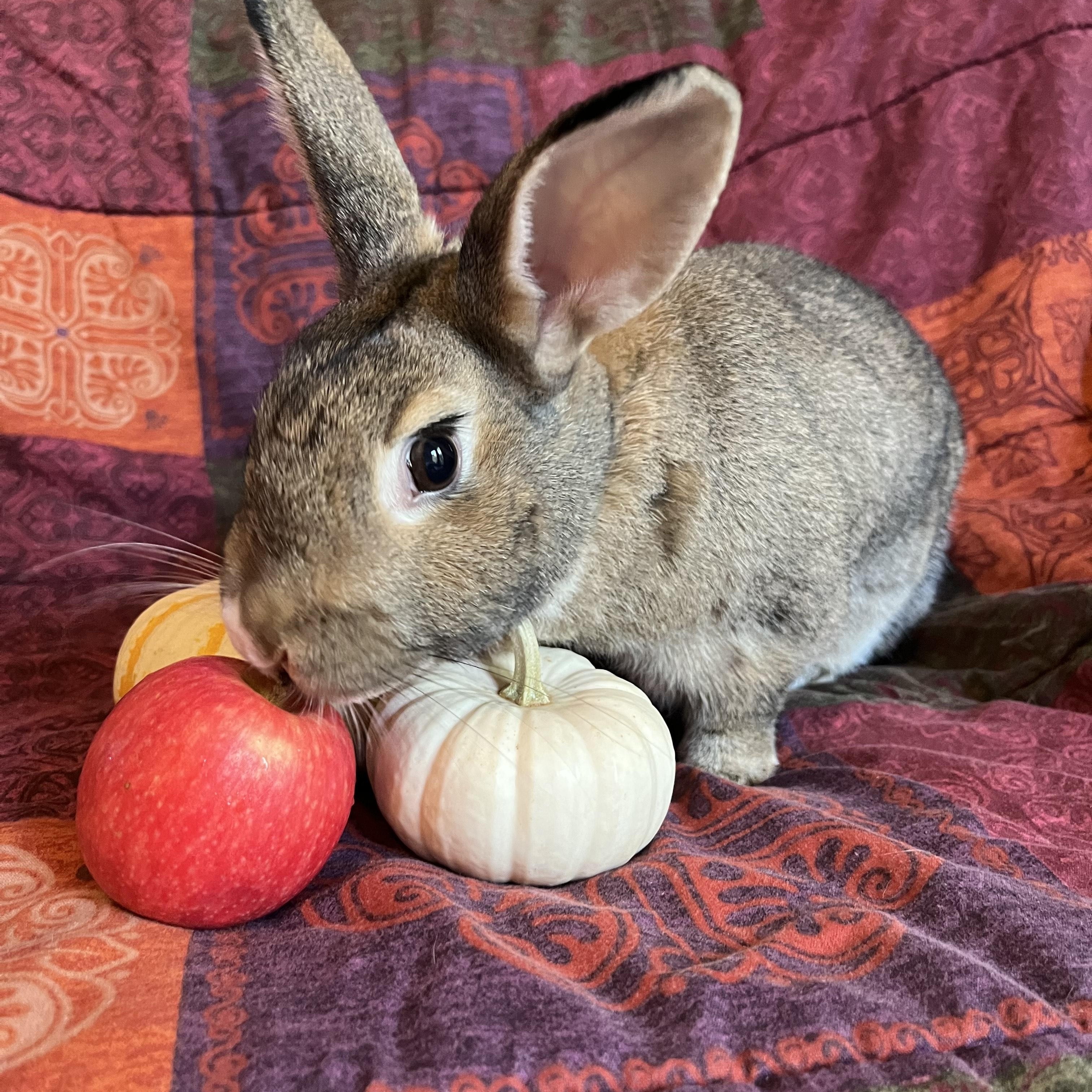 Enlarge Canela, a Adoptable Bunny Rabbit in Livermore, CA image 5/6
